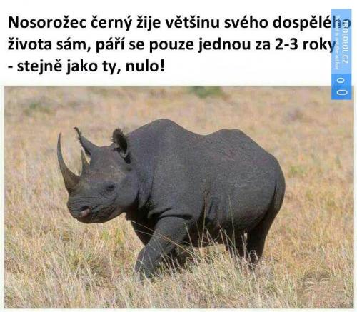  Nosorožec 
