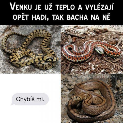 Bacha