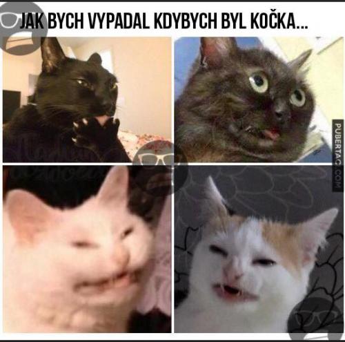  Kdybych byl koočka 