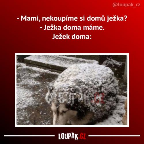  Asi už špatně vidí 