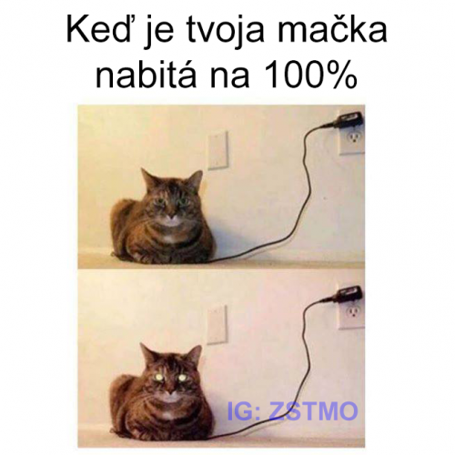  Kočka 