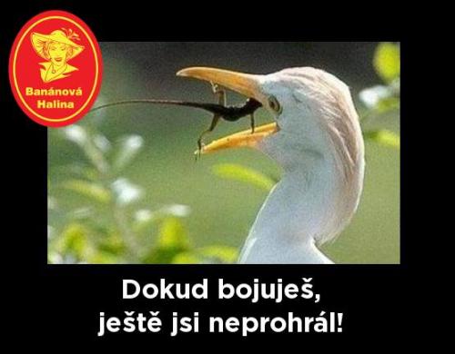 Neprohrál