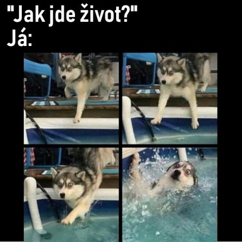  Život 