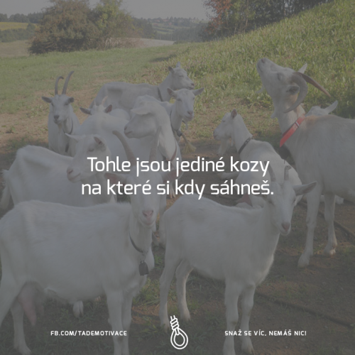  Jediné kozy 