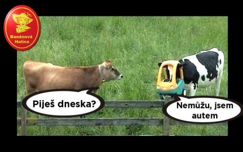 Piješ