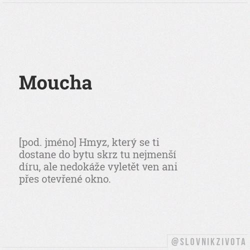  Moucha 