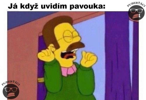 Pavuk