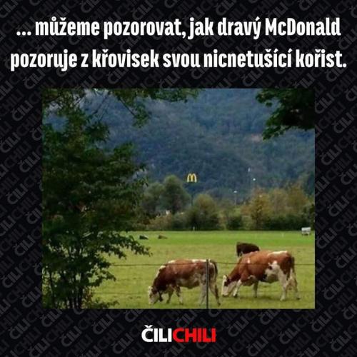  McDonald 