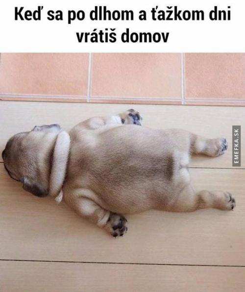  Domov 