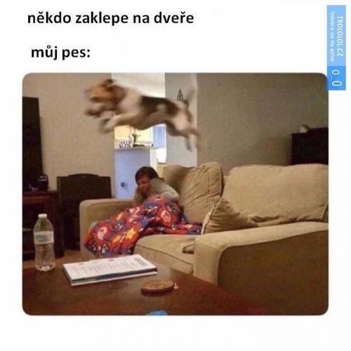  Můj pes 