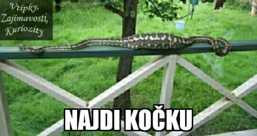  Najdi kočku 