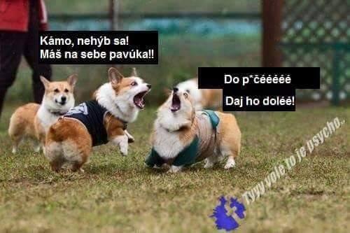 Pavučik