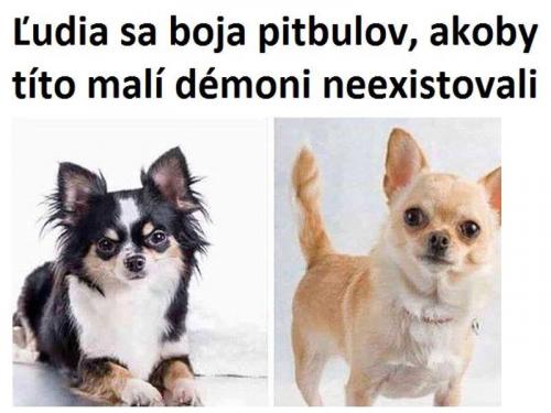 Pitbulové