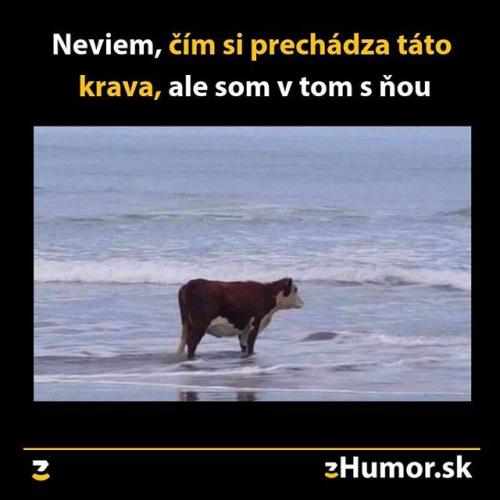  Kráva 