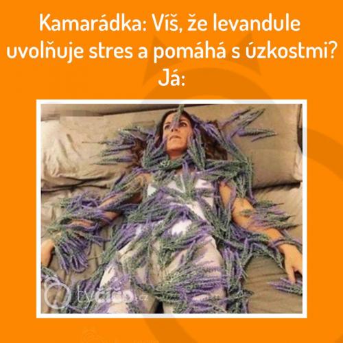 Levandule