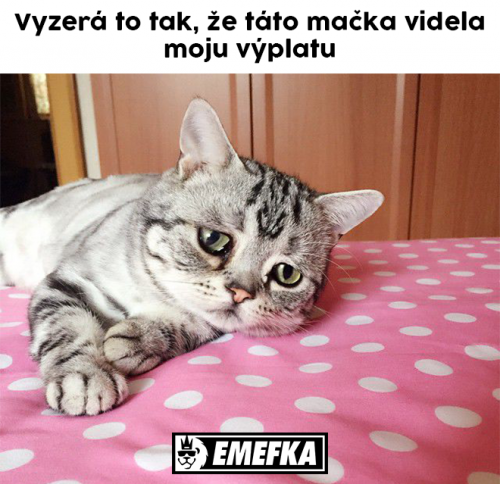  Kočka 