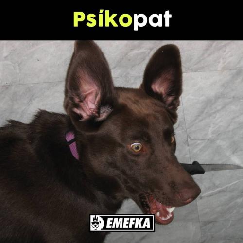 Psíkopat