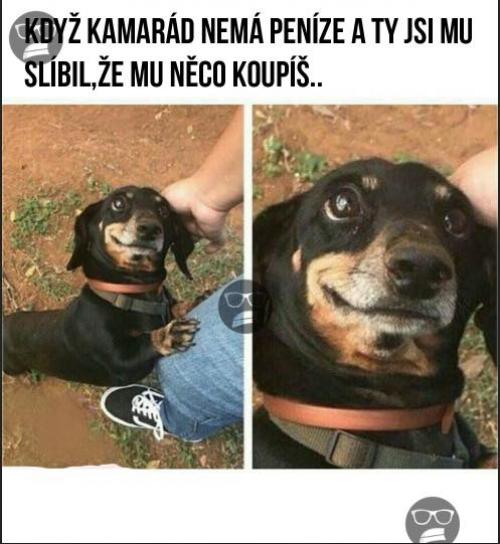 Penízky