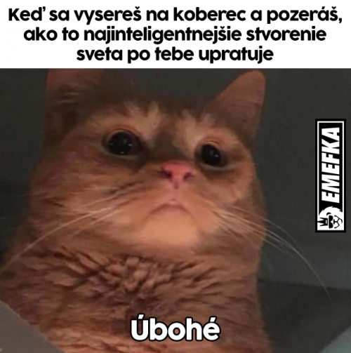 Koberec 