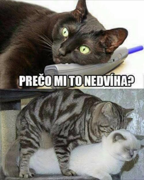Nedvíha
