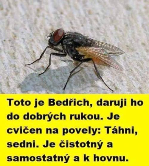 Bedřich