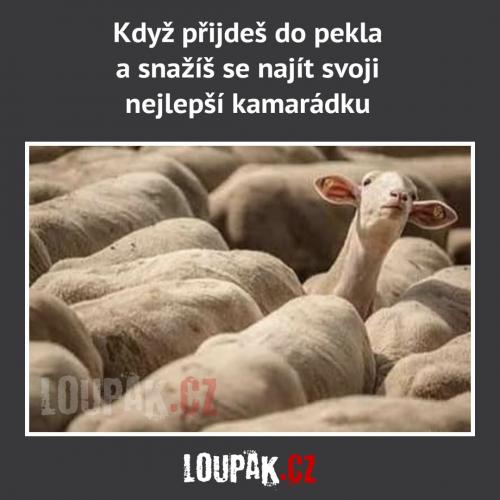  Nejlepší kamarádka 