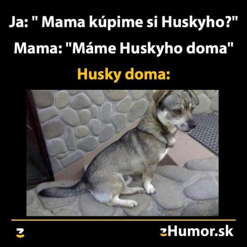  Husky 