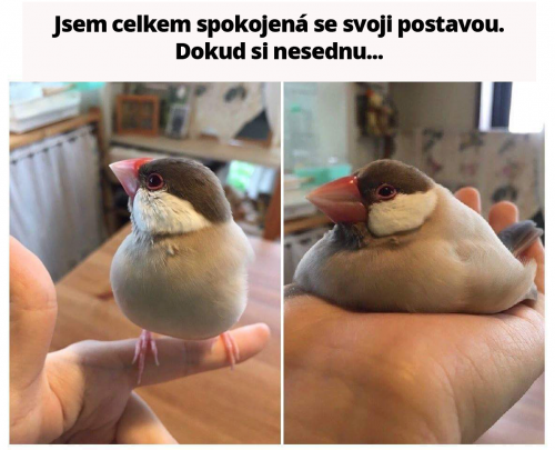 Dokud si nesednu