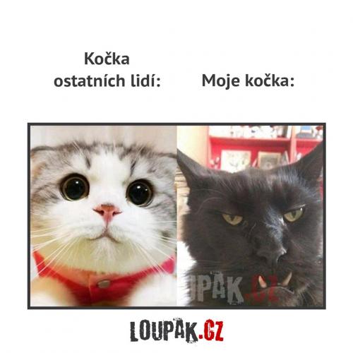  Moje kočka 