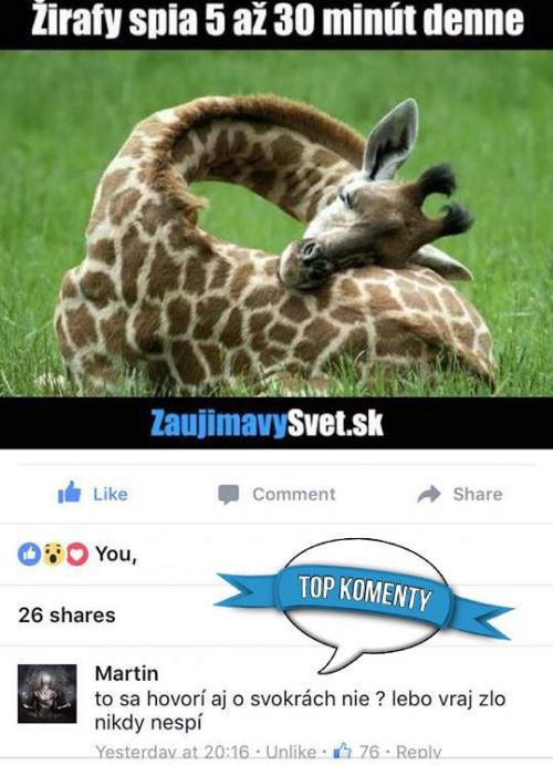  žirafa 