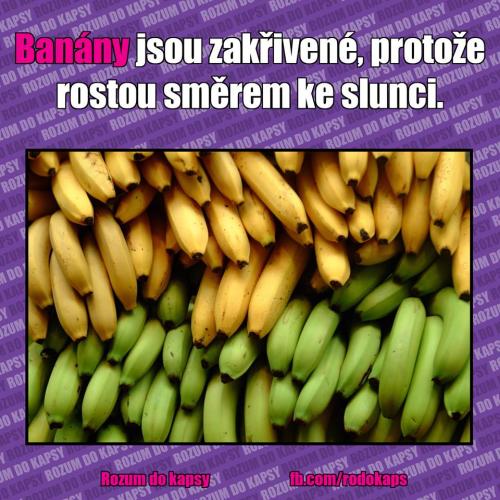  Banány 