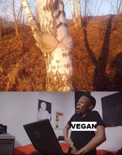  Vegan 