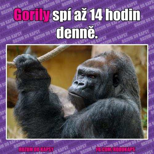  Gorily 