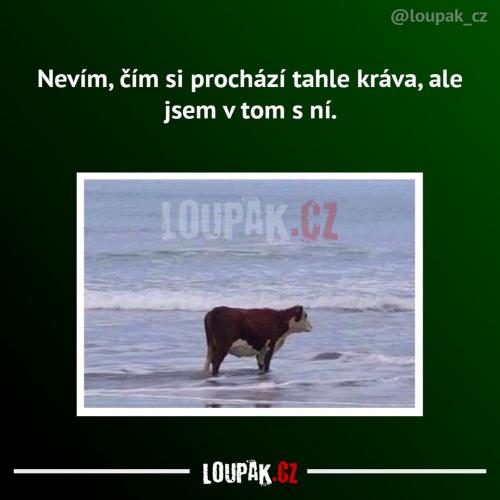 Chápu ji