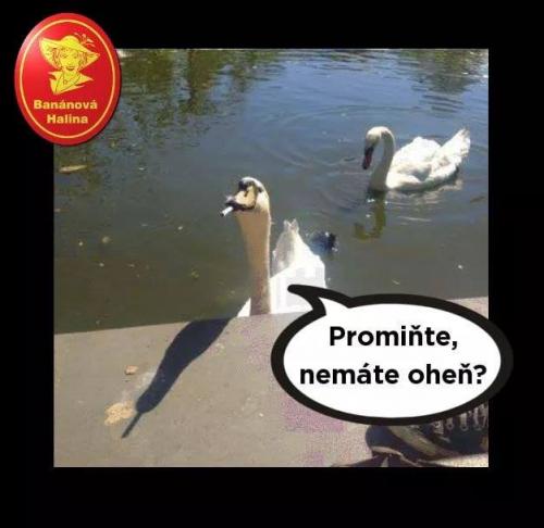 Promińte