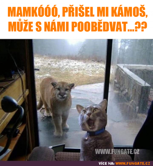 Poobědvat
