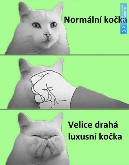  Kočka 