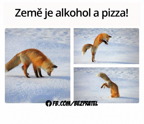  Pizza 