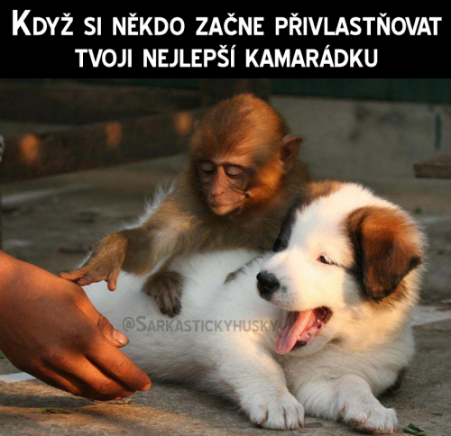  Označ nejlepší sámošku 