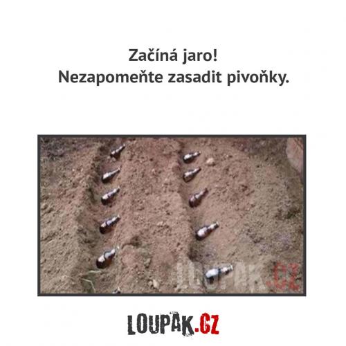 Pivoňky