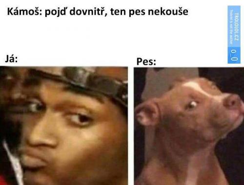  Pes nekouše 