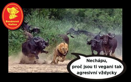 Nechápu