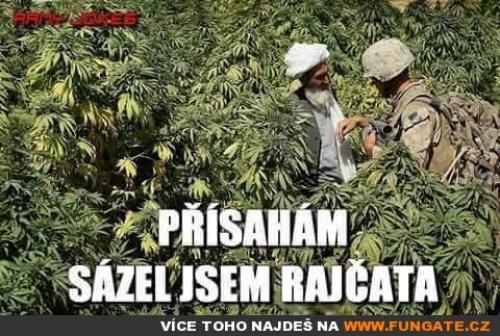 Račjata