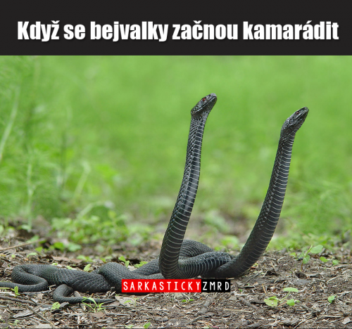 Kamarádit se