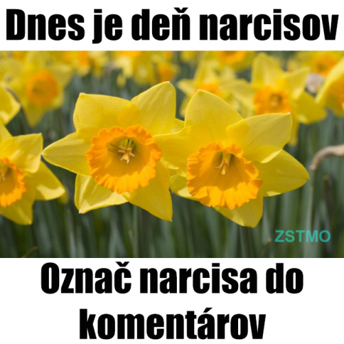 Narcisy