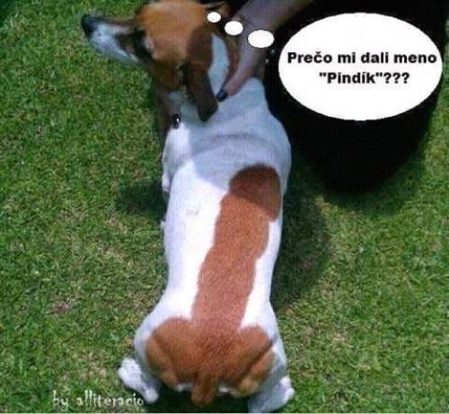 Pidník