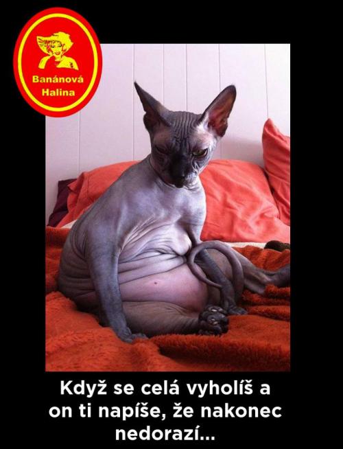 Vyholená