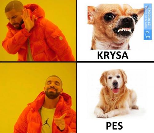  Krysa 