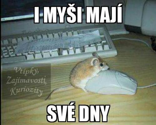  I myši 