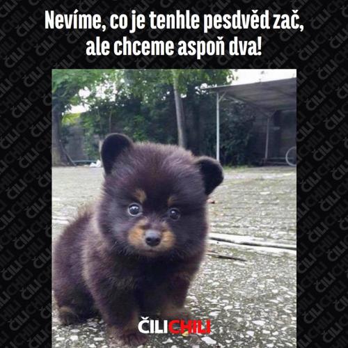 Pesdvěd